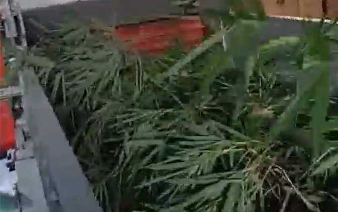 Fresh Bamboo Crushing Workshop